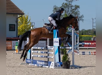 Studbook européen anglo, Jument, 6 Ans, 175 cm, Bai cerise