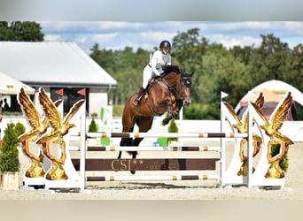 Studbook européen anglo, Jument, 6 Ans, 175 cm, Bai