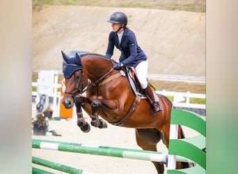 Studbook européen anglo, Jument, 6 Ans, 175 cm, Bai