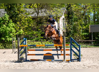 Studbook européen anglo, Jument, 7 Ans, 161 cm, Bai