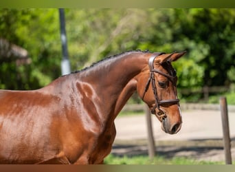 Studbook européen anglo, Jument, 7 Ans, 161 cm, Bai
