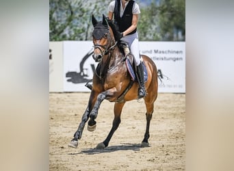 Studbook européen anglo, Jument, 7 Ans, 163 cm, Bai