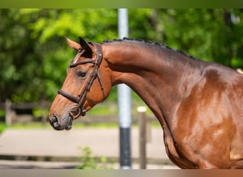 Studbook européen anglo, Jument, 7 Ans, 165 cm, Bai