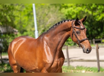 Studbook européen anglo, Jument, 7 Ans, 165 cm, Bai