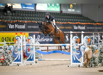 Studbook européen anglo, Jument, 7 Ans, 168 cm, Bai
