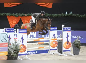 Studbook européen anglo, Jument, 7 Ans, 168 cm, Bai