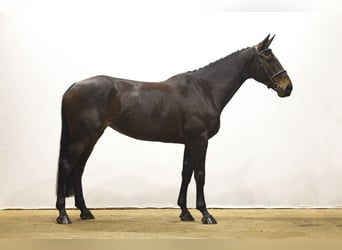 Studbook européen anglo, Jument, 7 Ans, 169 cm, Bai brun