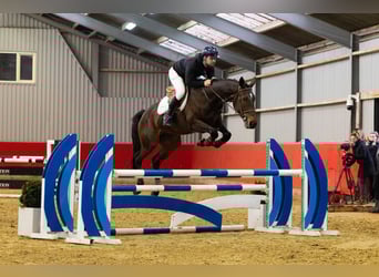 Studbook européen anglo, Jument, 7 Ans, 169 cm, Bai brun