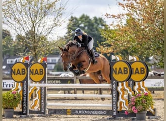 Studbook européen anglo, Jument, 7 Ans, 172 cm, Bai