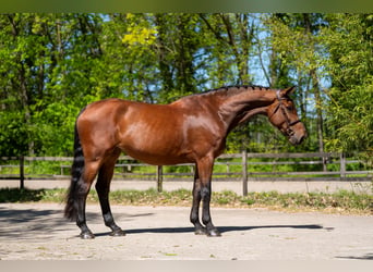 Studbook européen anglo, Jument, 7 Ans, 172 cm, Bai