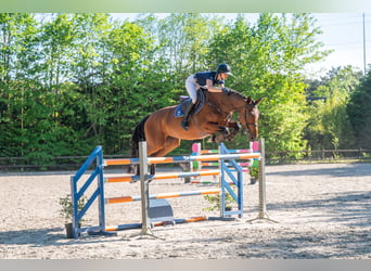 Studbook européen anglo, Jument, 7 Ans, 172 cm, Bai