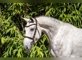 Studbook européen anglo, Jument, 7 Ans, 173 cm, Gris