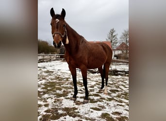 Studbook européen anglo, Jument, 8 Ans, 160 cm, Bai