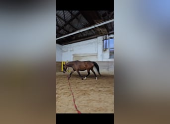 Studbook européen anglo, Jument, 8 Ans, 163 cm, Bai