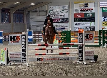 Studbook européen anglo, Jument, 8 Ans, 167 cm, Alezan