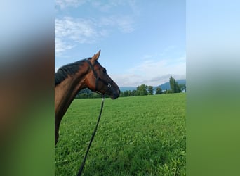 Studbook européen anglo, Jument, 8 Ans, 175 cm, Bai