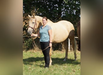 Studbook européen anglo, Jument, 9 Ans, 165 cm, Palomino