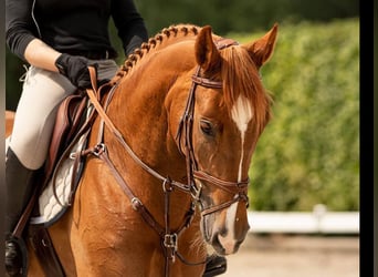 Studbook européen anglo, Jument, 9 Ans, 166 cm, Alezan
