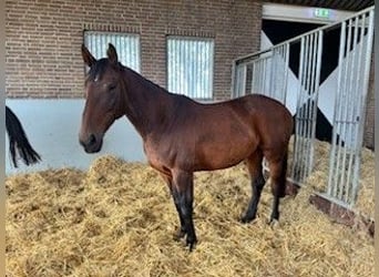 Studbook européen anglo, Jument, 9 Ans, Bai brun