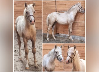 Studbook européen anglo, Jument, Poulain (05/2025), Palomino