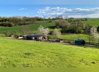 Suche Beistellpferd Criollo/Mix (Wallach bis 1,55 m) als Gesellschaft – 56075 + deutschlandweit