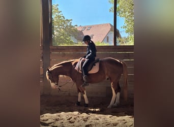 Suche braves Pferd-Pony