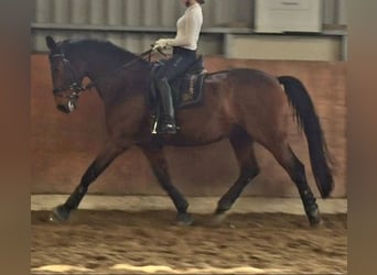 Suche Dressurpferd - Biete zuverlässige Unterstützung/Beritt