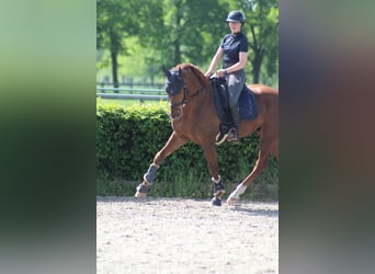 SUCHE Dressurpferd zur Verfügung 