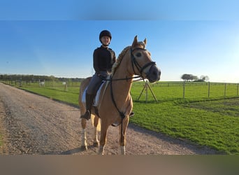 Suche eine liebevolle Reitbeteiligung (RsP(