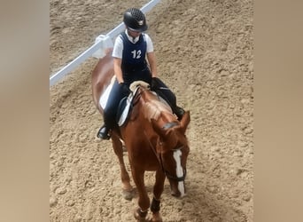 Suche eine Reitbeteiligung im Thurgau