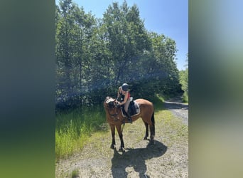 Suche eine Reitbeteiligung