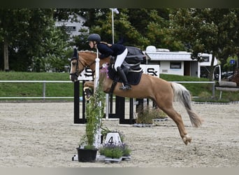Suche eine Reitbeteiligung