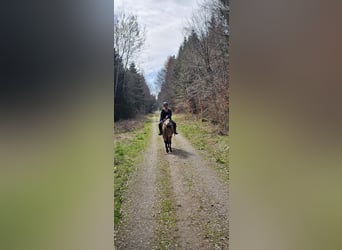 Suche Freizeitpferd als Reitbeteiligung