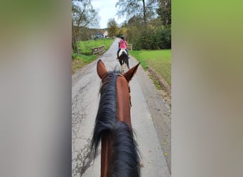 Suche im Raum Hausmannstätten (GU) eine Western RB