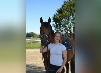 Suche langfristige Reitbeteiligung RsP