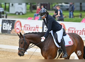 Suche Pferd für Para Dressur