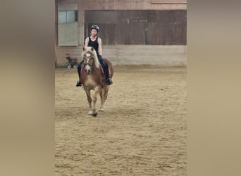 Suche Reit oder Pflegebeteiligung (Aktuell!!)