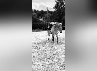Suche reitbeteildigung