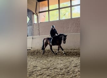 Suche reitbeteildigung 