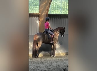Suche Reitbeteilgung Dressurpferd / zur Verfügung