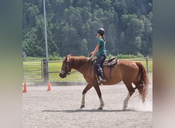 Suche Reitbeteiligung, da ich schon lange auf Schulpferden reite.