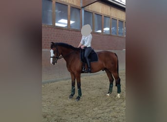 Suche Reitbeteiligung an Dressurpferd