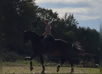 Suche Reitbeteiligung an Dressurpferd