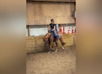 Suche Reitbeteiligung auf Dressurpferd!
