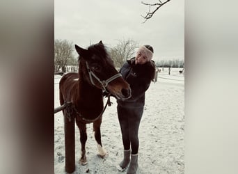 Suche Reitbeteiligung auf Dressurpferd!