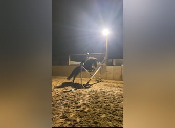 Suche Reitbeteiligung auf Dressurpferd!