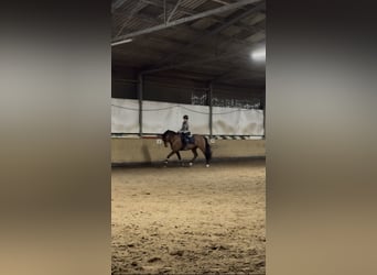 Suche Reitbeteiligung auf Dressurpferd!