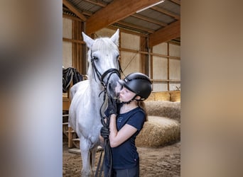 Suche Reitbeteiligung auf Dressurpferd!