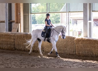 Suche Reitbeteiligung auf Dressurpferd!