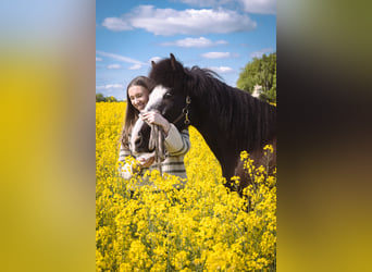 Suche Reitbeteiligung auf Dressurpferd!